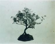 銀露梅／美馬郡東祖谷山村剣山大剣岩上に産する高山植物の一種にして本部内他に見ざる珍木なりという