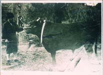 牛の品評会で優勝（宇和島で開催された品評会で四国一に）