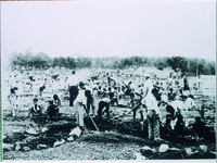 江原南小　梅園作業