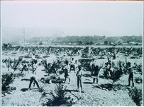 江原南小　梅園作業