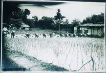 三野青年学校女子部　田植え