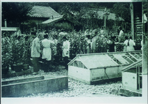 三好高女　大菊手入れ