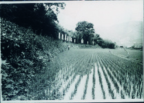 吉野川山王堤防（藤森堤）