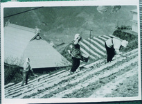 傾斜地での農作業