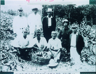 戦時食糧増産奨励品種「甘藷護国」