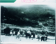 田植作業を手伝う児童