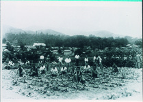 農作業勤労奉仕