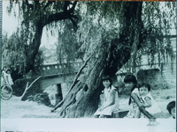 脇町　柳の老木