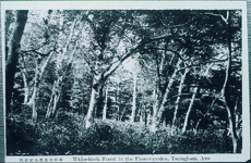 剣山　花苑白樺林