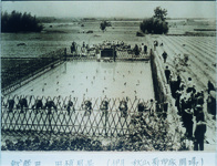 献穀田の田植風景　伊月秋山菊市家圃場