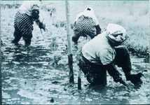 黒沢湿地帯での田植