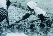 黒沢湿地帯での田植