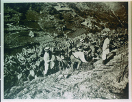 煙草畑　本県西部山分において煙草の栽培盛んにして其の年産額三百余万円に達す