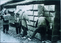 主要農産物となっている八朔の出荷