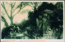 阿波岩脇公園新四国打留の桜