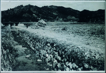 鳥居前　廿枝農道新設　荷車道巾メートル