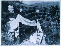 みかんの木の消毒