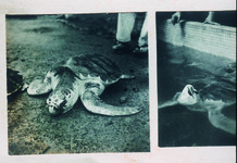 ２－２９．０４　日和佐海岸　ウミガメ