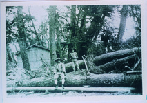 室戸台風　大里松原