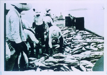 一本釣り　３０年くらいが最盛期