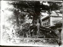 和田島小学校校庭の根上り松