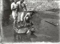 ウミガメの背中に乗る人たち