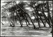 小松島横須松原の松林