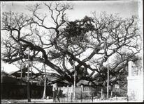 鍛冶屋原のせんだん（松島神社境内）