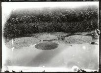 オニバス（鬼蓮）