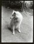 雑種犬