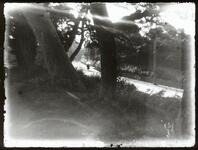 松並木と日傘の女性