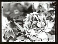 牡丹（芍薬？）と蛙