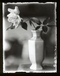 薔薇の花（静物）昭和１２年１０月２０日