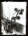 月下美人の花