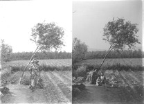 母子（２枚組）