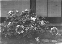 牡丹の花