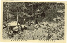 徳島市名勝絵葉書　桜花時の眉山公園　