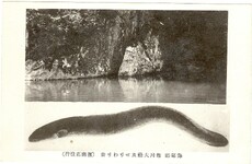 海部名所　海部郡母川大鰻及せりわり岩