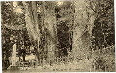 土讃線全通記念絵葉書　天然記念物大杉