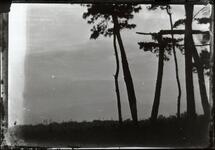 風景（松の木）