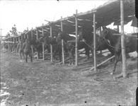 徳島歩兵第４３連隊・軍馬（出兵準備）