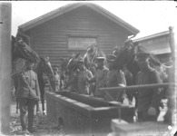 徳島歩兵第４３連隊・軍馬