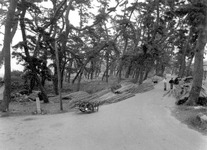 大麻比古神社参道の松並木