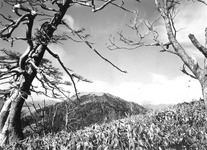 剣山①山頂を望む