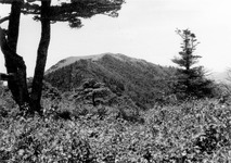 剣山②山頂を望む