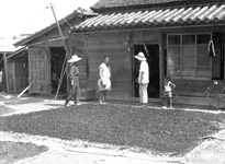 葉藍の乾燥