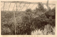 菊人形　加藤清正虎狩の場