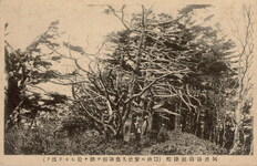 阿波剣山剣掛松(口碑に安徳天皇御剣を掛け給ひしと傅ふ)