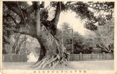 国幣中社大麻比古神社大楠