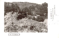 櫻花爛漫の眉山